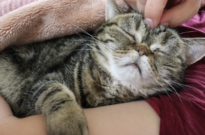 팔베개를 하고 자는 꿩 호랑이 고양이