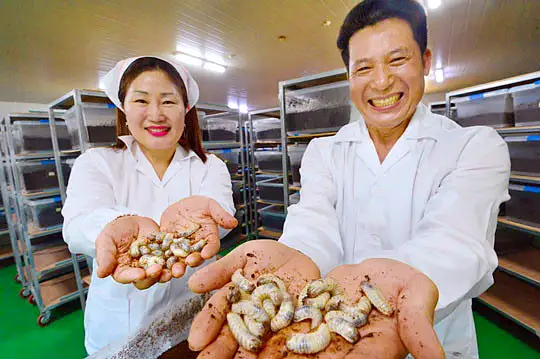 6시내고향 경북 김천 굼벵이 환 진액 파는 곳 전국 택배 온라인 전화 주문 추천