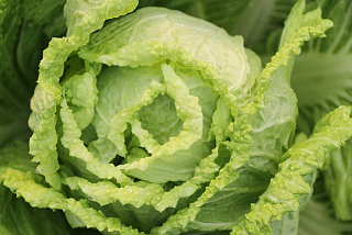 평창 고랭지 김장축제&amp;#44;예약 방법