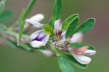 야관문 효능효과 먹는방법, 부작용
