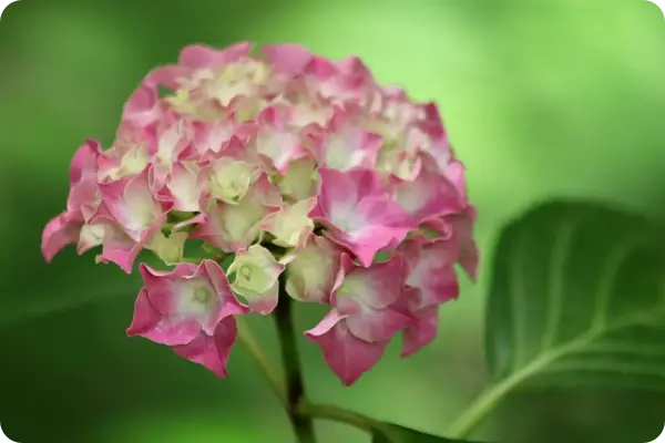 장생포 수국축제