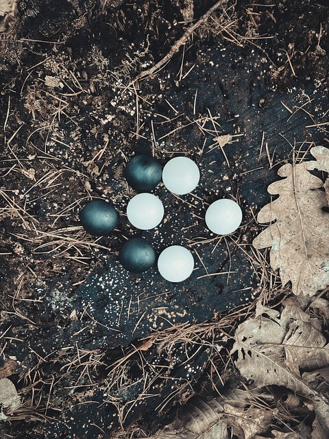 한게임바둑 