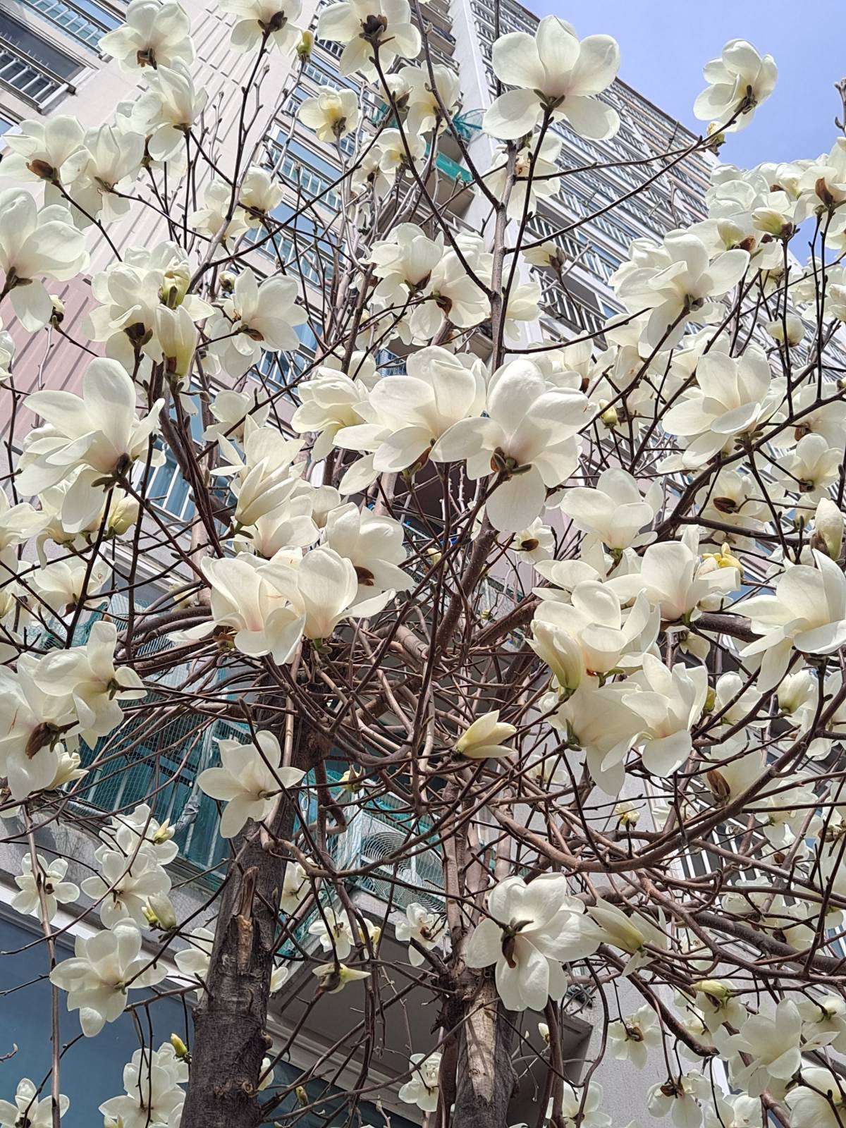 아파트 앞 목련