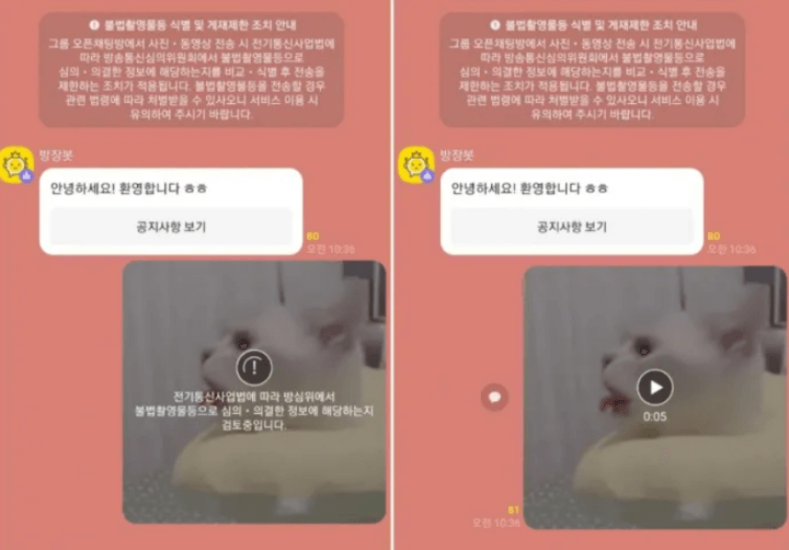 n번방-방지법-카카오톡-단톡방-고양이-동영상-검열