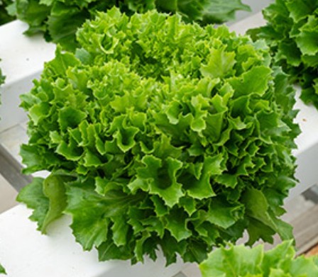 카이피라 효능 및 먹는법 / 보관법(냉장, 냉동), 키우기(재배)