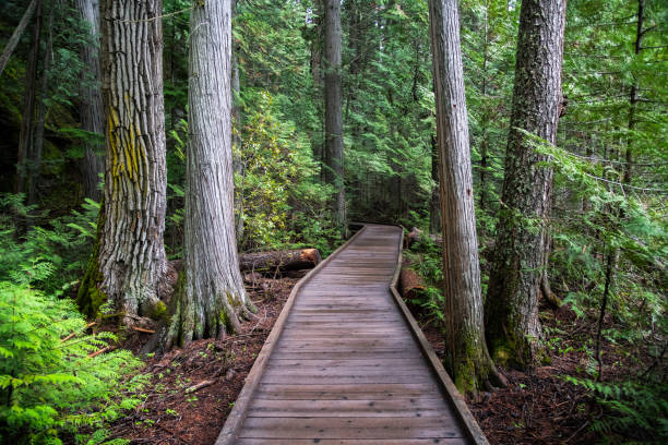 숲속 나무데크 길