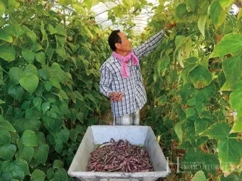 강낭콩 재배 파종 간격 잡초 억제 멀칭 요령_5