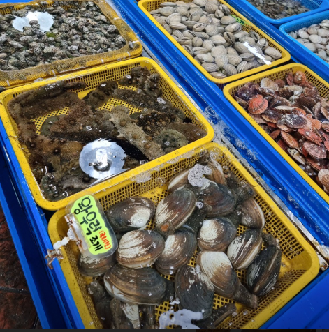 6시내고향 코끼리조개 왕우럭조개 홍해삼 구매 정보 경남 거제 한아름수산