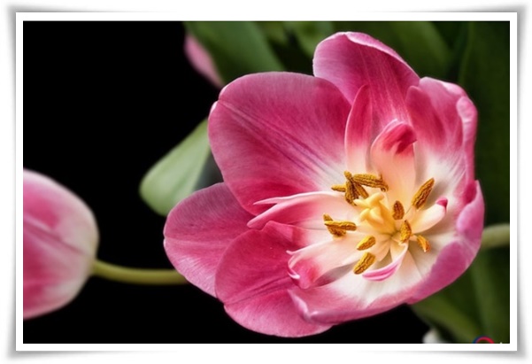 "튤립" 매력적인 봄의 대표적인 꽃, 튤립의 매력!