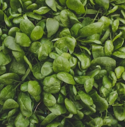 근대 효능과 부작용 나물 먹는법 고르는법 칼로리