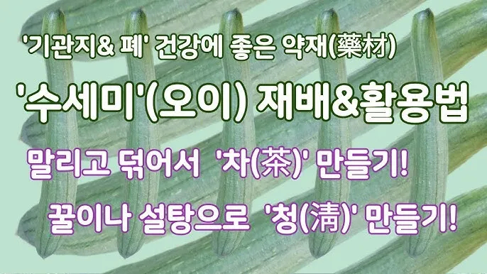 수세미 재배 덩굴 유인 통풍 관리 수확 건조_2