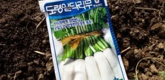 알타리무 파종시기 핵심 포인트_18