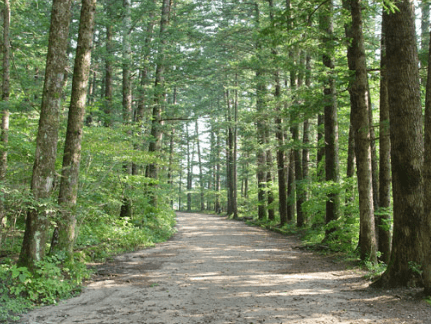 오대산전나무숲길
