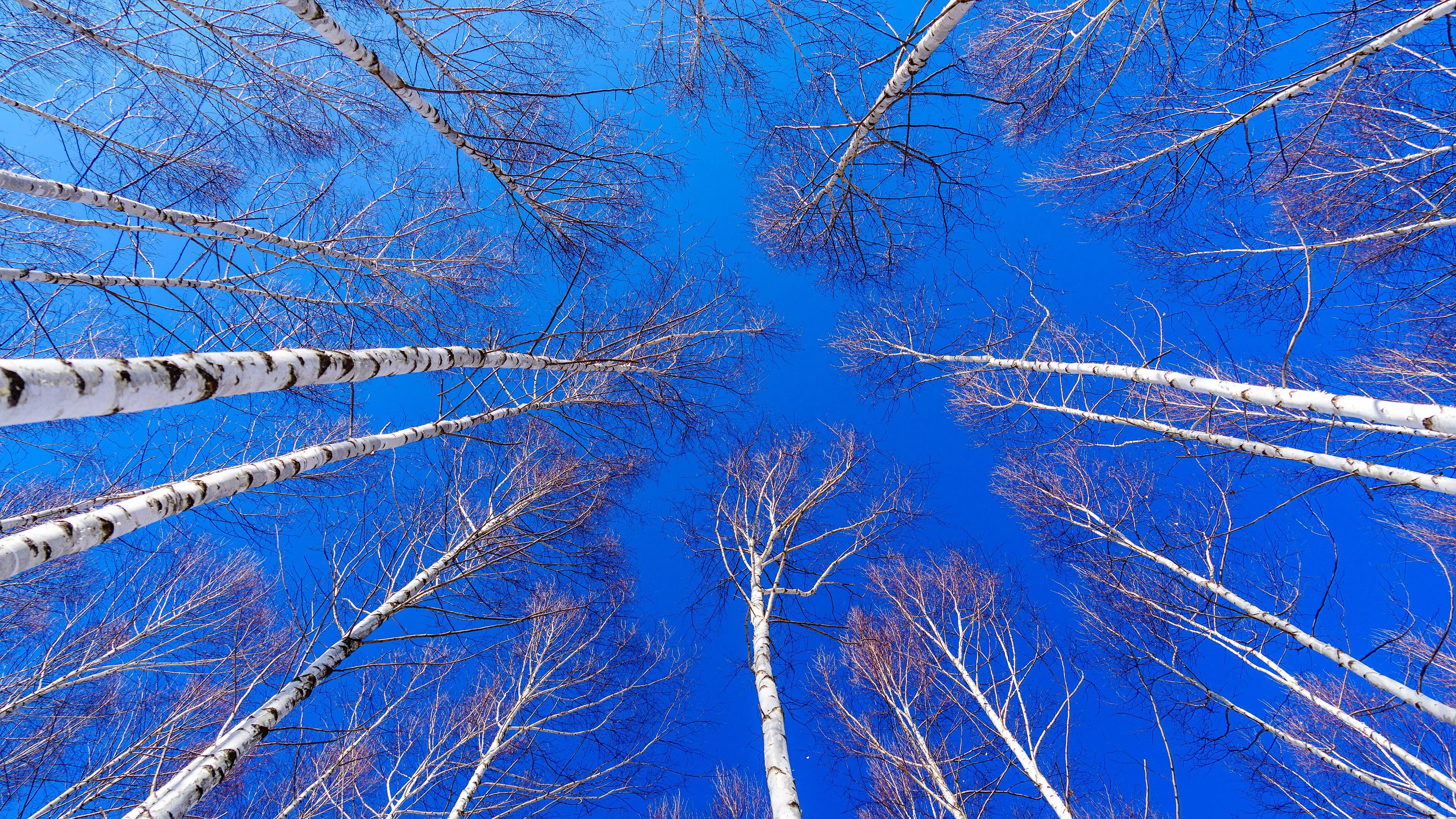 인제 자작나무숲1