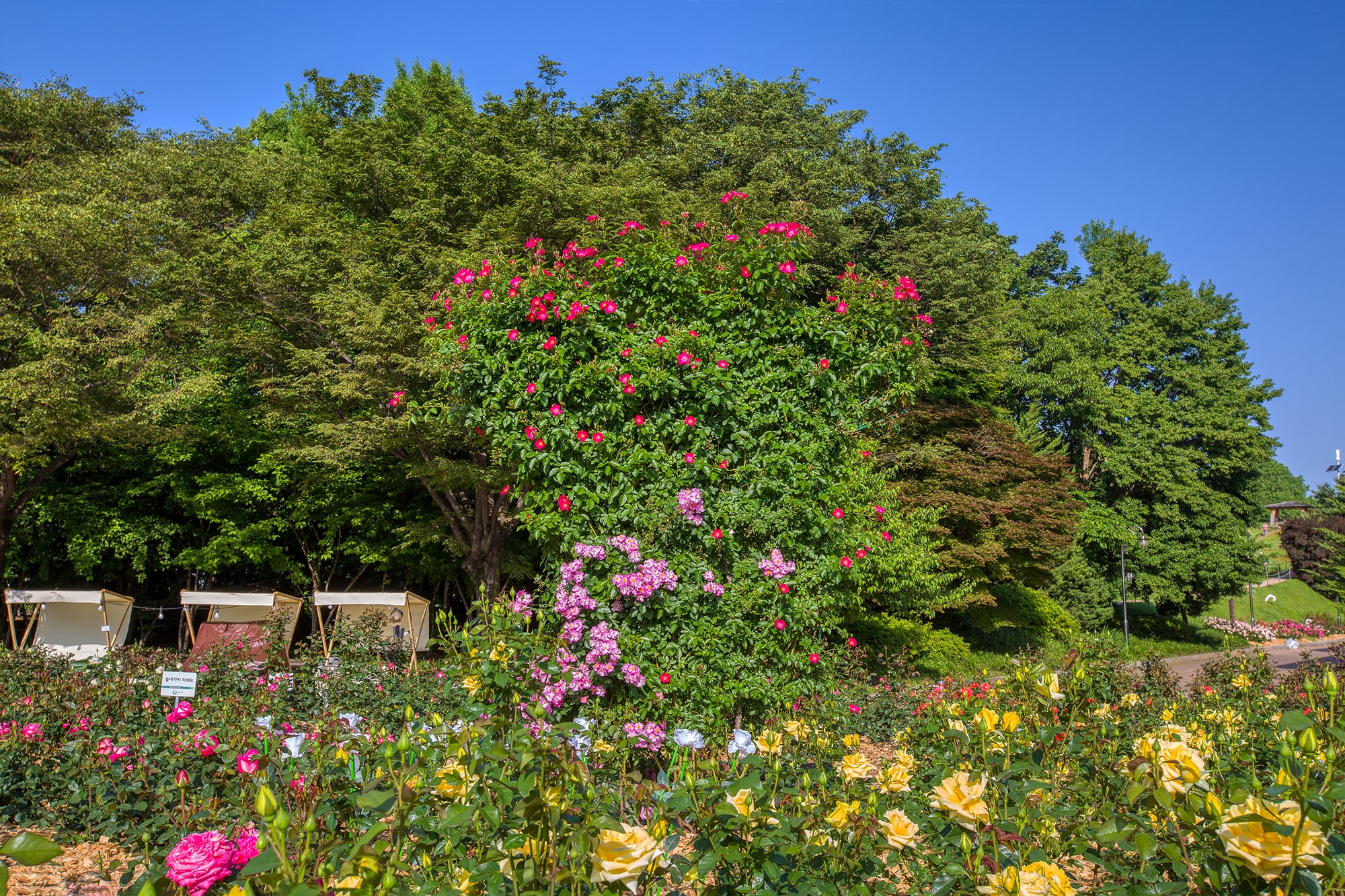 올림픽공원 장미축제 - 16