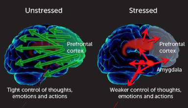만성 스트레스 상태와 안정된 상태에서 나타나는 뇌의 집중력 차이