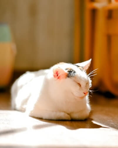 고양이 노령기 건강 변화 기록 방법