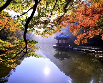 내장산 단풍_31