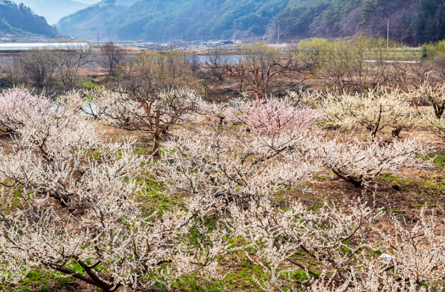 곡성 대황강 매화