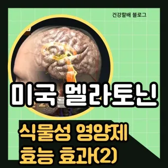 식물성 멜라토닌 효능_20