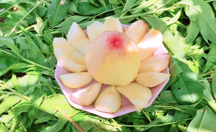 생방송오늘저녁 경북 예천 고부면 어떠리 황도 백도 딱딱이 반말랑이 전국택배 인터넷 스마트스토어 복숭아 파는 곳 추천
