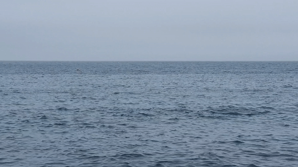 미쁜 제과 돌고래 구경