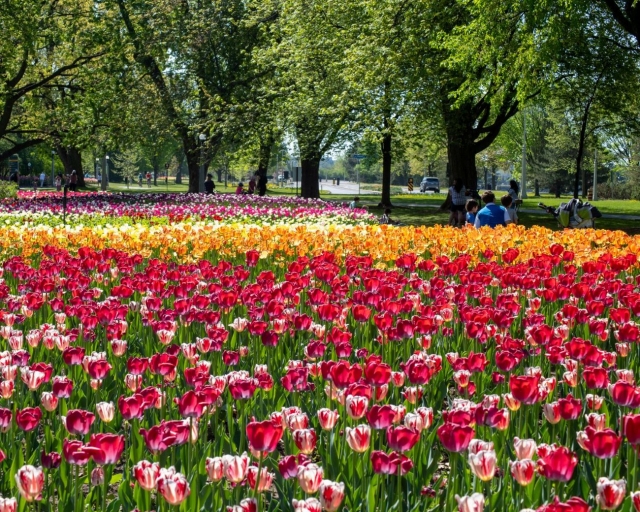 오타와 튤립축제 가는 방법