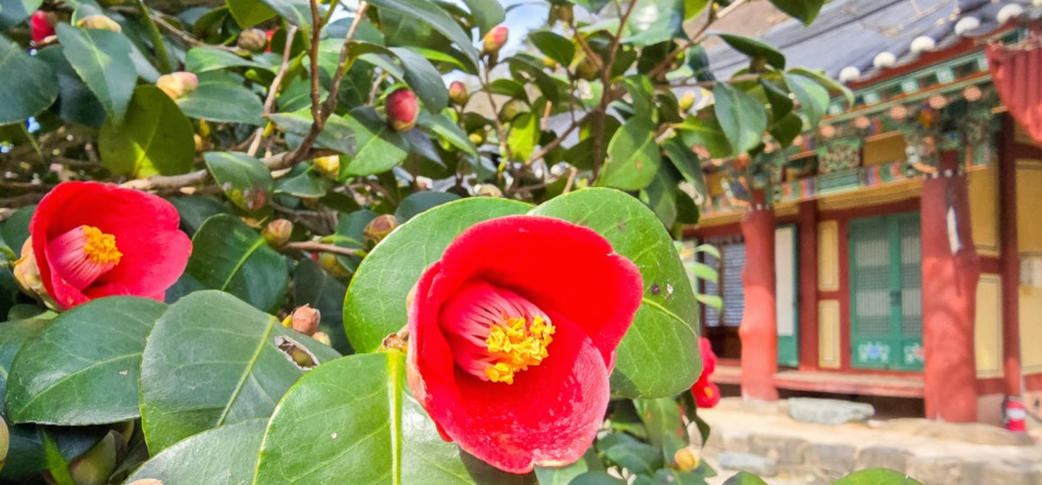 [4월 축제]사계절의 모습이 다 아름다운 고창 선운사❘동백꽃, 홍매화 사진 이벤트