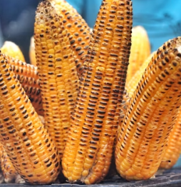 옥수수 효능과 부작용 영양성분 고르는법 칼로리