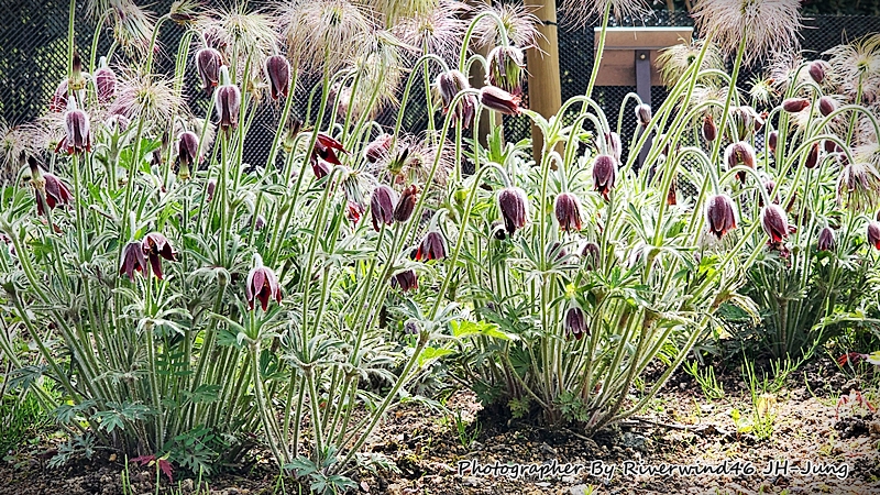 할미꽃, 백두옹(白頭翁) Pulsatilla Koreana