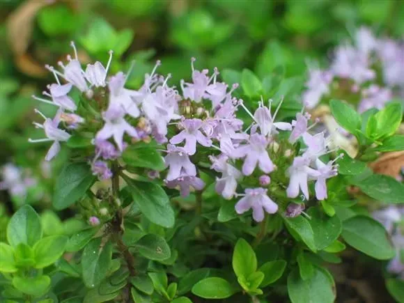 백리향 키우는 법 집에서 재배법 꿀팁_1