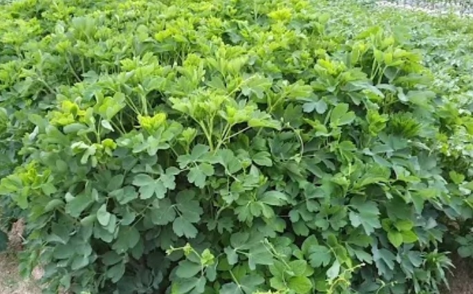 봄철 건강에 좋은 제철 봄 나물 6가지