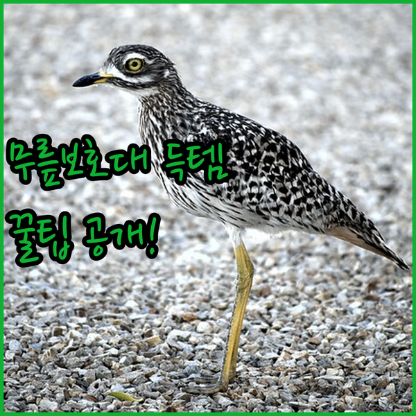 7만원대 무릎보호대? 1만원대 득템꿀