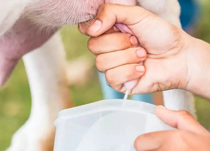 산양유 단백질 효능 부작용 먹는법 및 관절단백질 중요성
