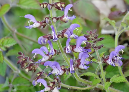 단삼 효능, 부작용, 먹는법