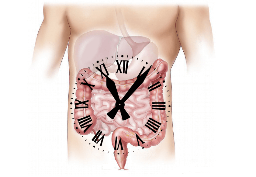 신체 내부 구조