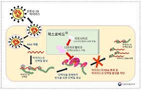 팍스로비드