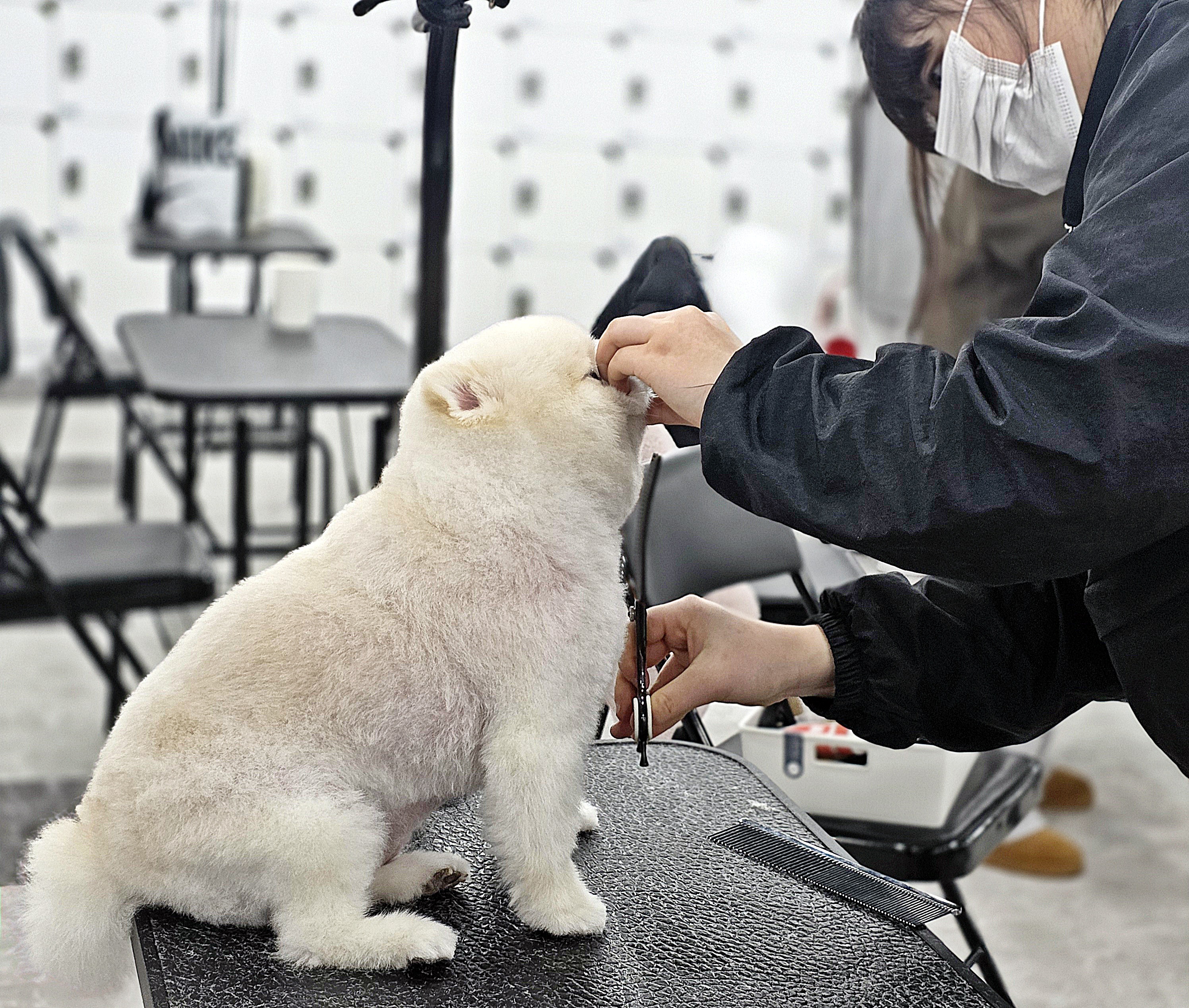 인천강아지미용학원국비지원