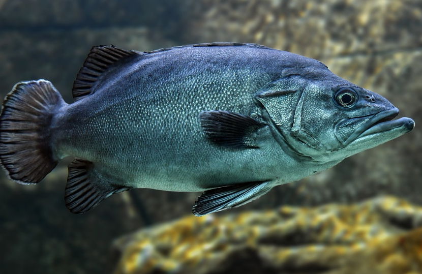 도다리 생선 이미지