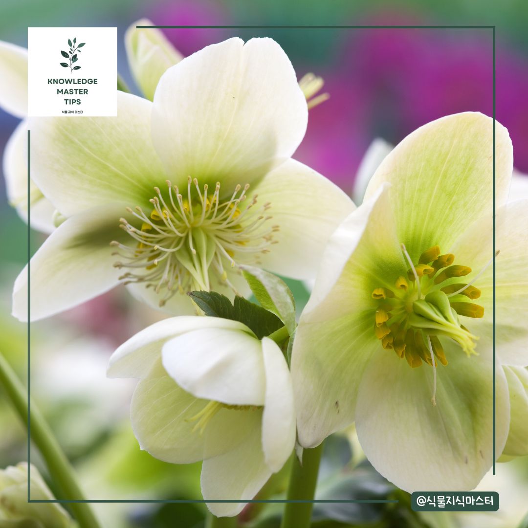 반려동물이 먹으면 위험한 독성 식물 - 헬레보루스