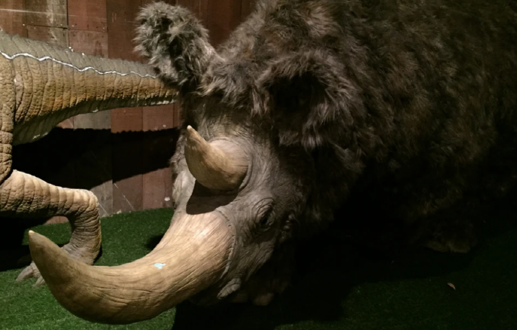 우석헌 자연사박물관