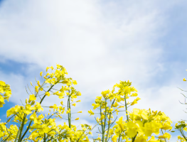유채꽃