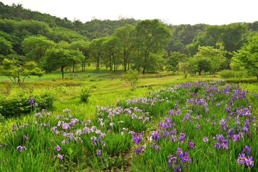 구리 동구릉(붓꽃)&#44; 문화재청