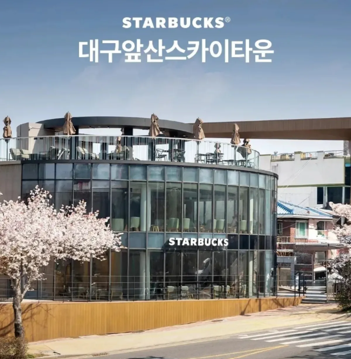 스타벅스-벚꽃명당-사진