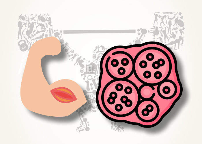 근육과-혈관그림