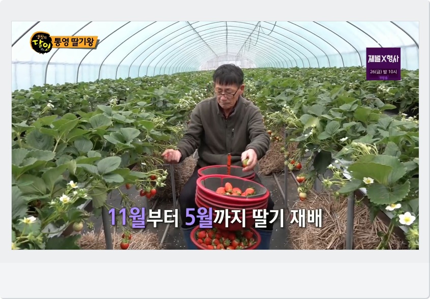 통영 딸기왕