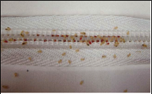 빈대 퇴치법과 효과적인 빈대 퇴치제