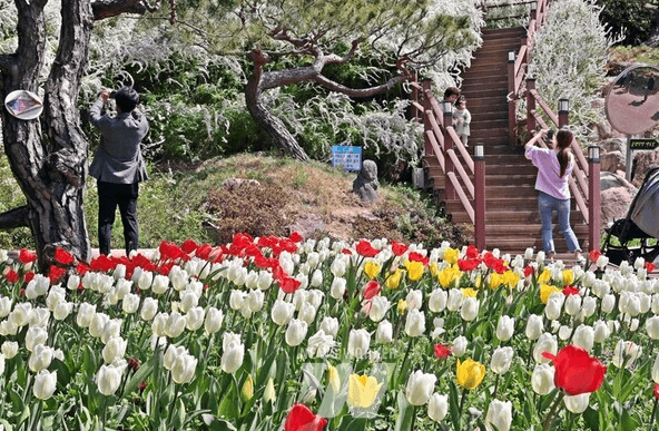 2025 하늘빛수목정원 튤립축제: 봄날의 로맨스를 담다!!