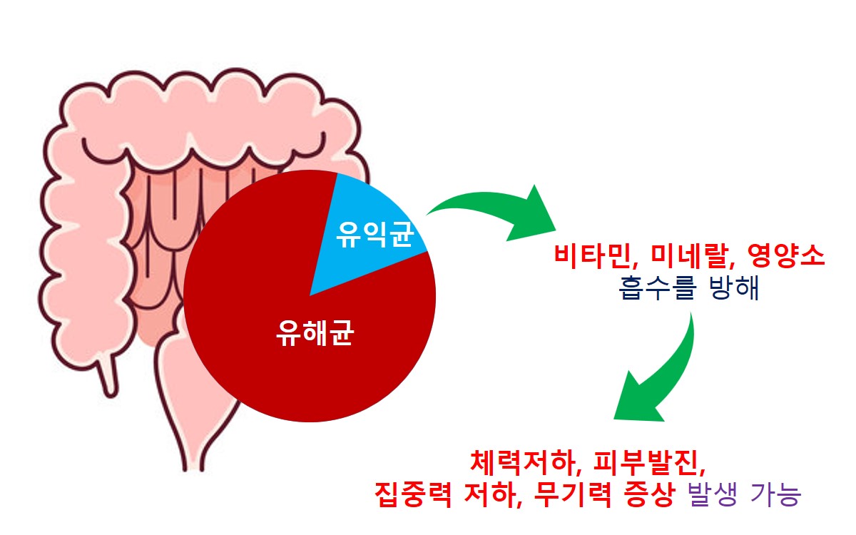 맞춤형유산균