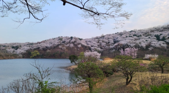 에버랜드 벚꽃 사진